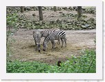 Dierentuin Burgers  Zoo 078 * 3648 x 2736 * (6.92MB)